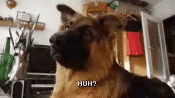 a german shepherd dog is sitting in a living room and looking at the camera with the words huh written on the bottom right