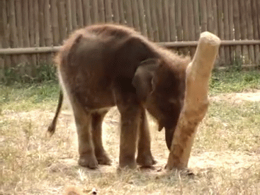 When You Realize You Need To Go On A Diet GIF - Fat Elephant Knock GIFs
