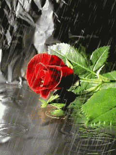 a red rose with green leaves is floating in the water
