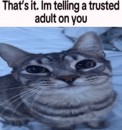 Cat Meme