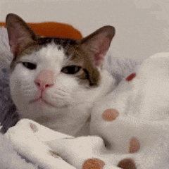a brown and white cat is laying on a blanket and looking at the camera