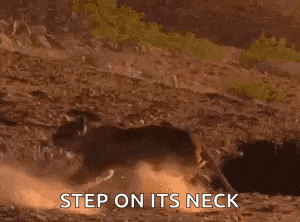 a camel is standing on its hind legs in the dirt and says `` step on its neck '' .