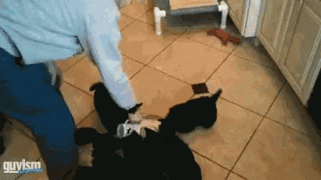 a man is playing with two cats in a kitchen and the words guyism are on the bottom of the image