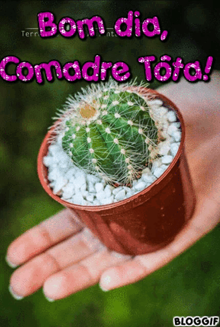 a person is holding a small potted cactus with the words bom dia comadre toto