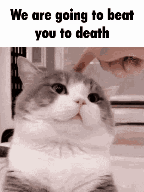 a cat with the words we are going to beat you to death