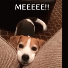 Dog Tail Wagging GIF - Dog Tail Wagging Happiness GIFs