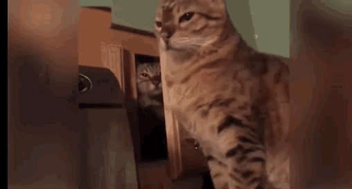 Funny Cats GIF - Funny Cats Hit GIFs