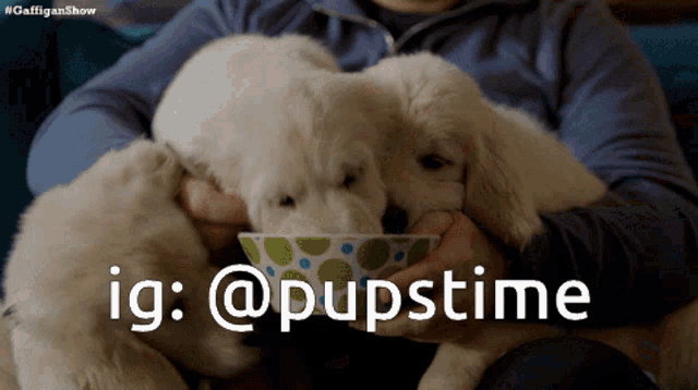 a person is holding two puppies in their arms with the caption ig : @puppstime