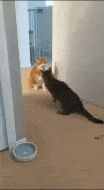 two cats are standing next to each other in a hallway and looking at each other .