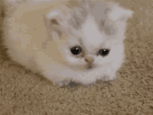 a small white and gray kitten is sitting on a carpet looking at the camera .