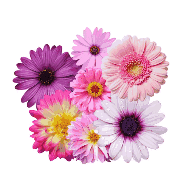 a bunch of pink and purple flowers with yellow centers