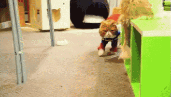 a cat wearing a sweater and pants is walking across a carpeted floor