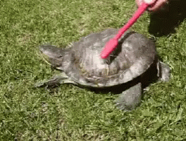 Turtle Itch GIF - Turtle Itch Scratch GIFs
