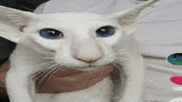 a man is holding a white cat with blue eyes in his arms .