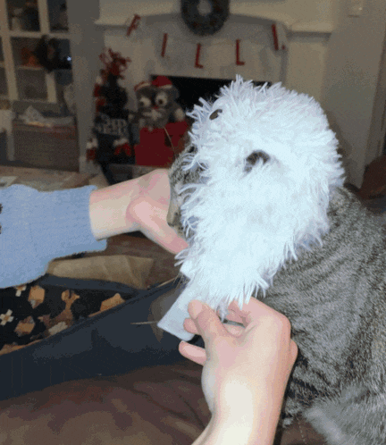 a person is petting a cat with a white owl mask on