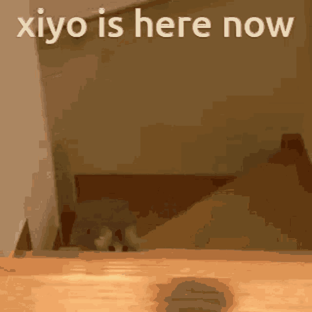 Xiyo Miyo GIF - Xiyo Miyo Xiyo Kitty GIFs