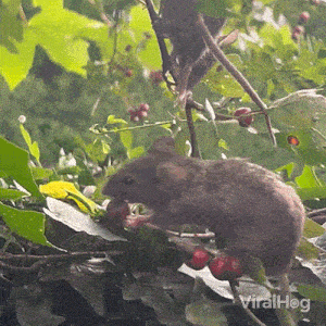 Eating Berries Viralhog GIF - Eating Berries Viralhog Foraging Berries GIFs