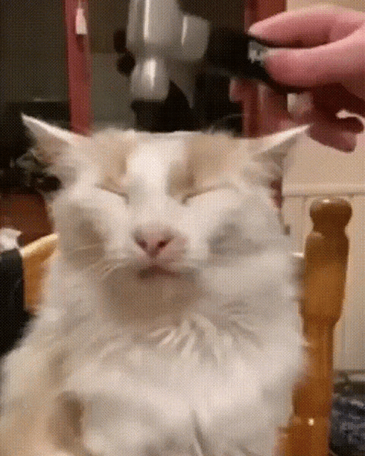 a white cat with its eyes closed is being held by a person