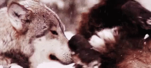 Wolf Wolfs Playing Together GIF - Wolf Wolfs Playing Together GIFs