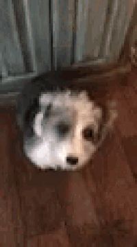 a small white dog with a black nose is sitting on a brown floor .