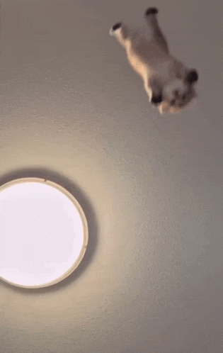a cat is laying on its back on the ceiling near a light
