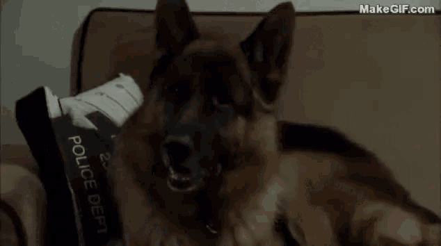 a german shepherd is laying on a couch with a police dept badge in its mouth