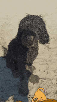 a black dog sitting on a sandy beach next to a cartoon dog