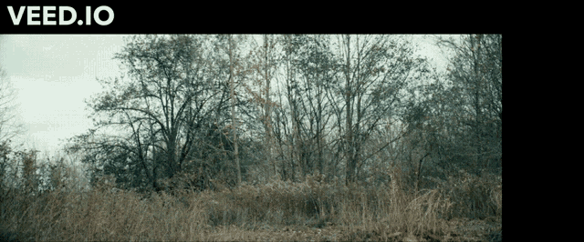 a website called veed.io shows a picture of trees