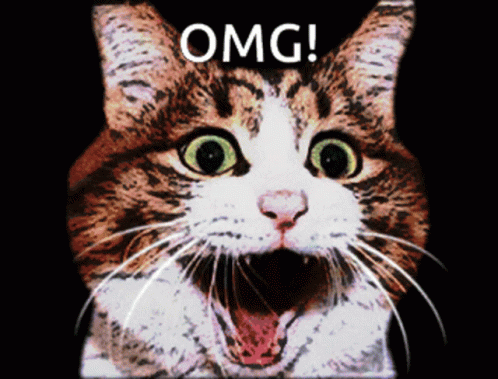 Omg Cat GIF - Omg Cat Shocked GIFs