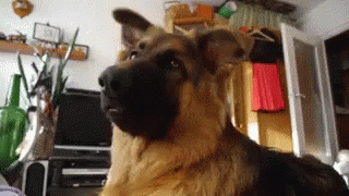 Confused Lil Puppy GIF - Dogs GIFs