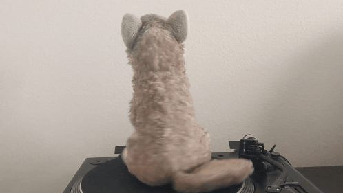 Spinning Wolf GIF - Spinning Wolf Spin GIFs