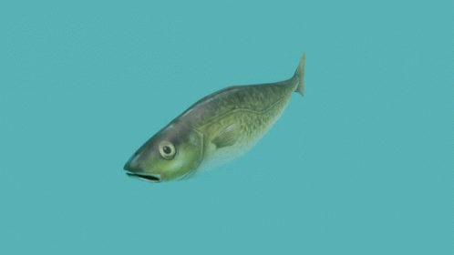 Fish Ocean GIF - Fish Ocean 3d GIFs