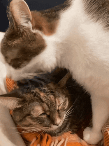 two cats laying on top of each other on a bed