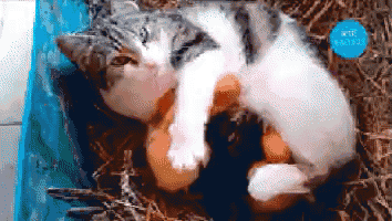 a cat is laying on the ground with eggs in its paws and a blue circle that says ' fox ' on it