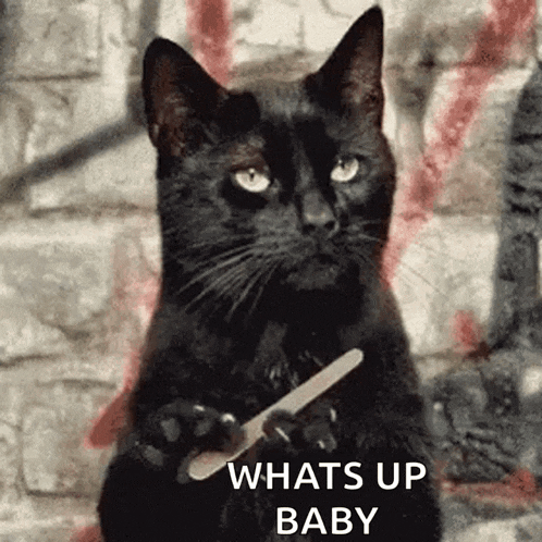 a black cat is holding a nail file in its paws and saying whats up baby .