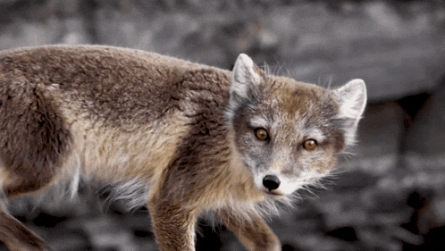 Looking Behind Arctic Fox GIF - Looking Behind Arctic Fox Robert E Fuller GIFs