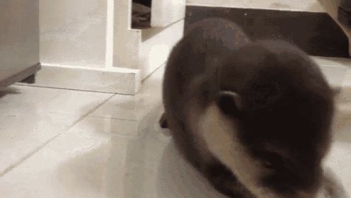 Baby Otter GIF - Otter Baby Cute GIFs