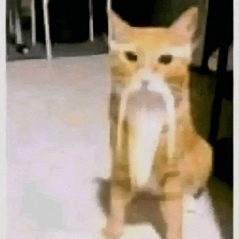 a cat with a fish in its mouth is standing on the floor