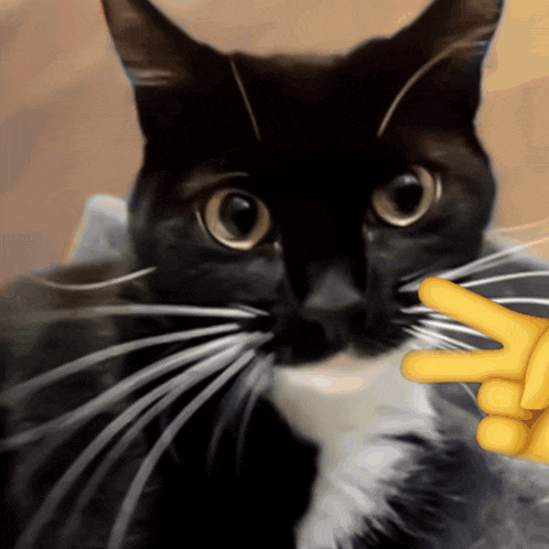 a black and white cat giving a peace sign with its paw