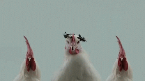 Chicken Poultry GIF - Chicken Poultry Cock GIFs