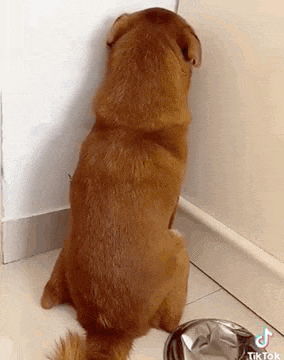 a brown dog is sitting on the floor next to a bowl of food .