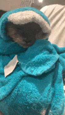 a cat wrapped in a blue blanket with a white hood