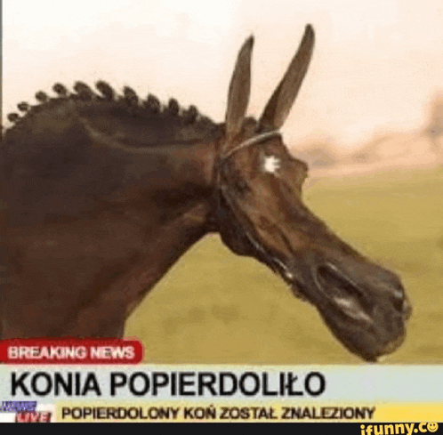 a horse with horns on it 's head is on a news channel .