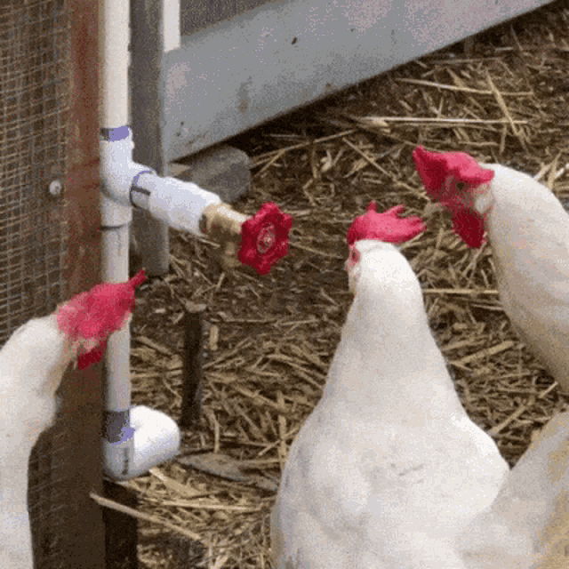three white chickens are standing next to a pipe with a red knob on it