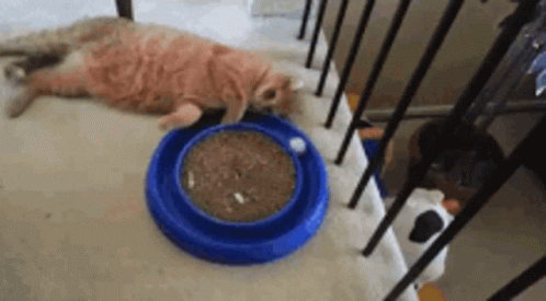 Slow Cat Tv Forniture Cute GIF - Slow Cat Tv Forniture Cute Cat GIFs