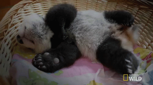 Dreaming The Day Away GIF - Nat Geo Nat Geo Wild Panda Babies GIFs