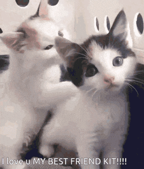 a couple of kittens sitting next to each other with the words `` i love u my best friend kit ! ''