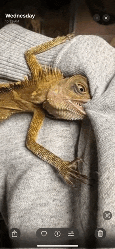 a lizard is being held in someone 's arms on wednesday at 10:20 am