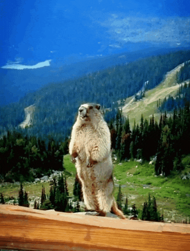 a groundhog standing on its hind legs in front of a mountain range