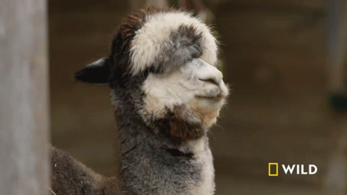 Hi National Geographic GIF - Hi National Geographic Alpaca Herd Goes For A Walk GIFs